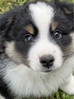 Handsome , a male Miniature American Shepherd for sale in Colebrook, NH – 2 of 10
