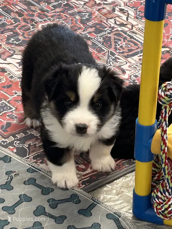 Handsome  – Miniature American Shepherd puppy for sale in Colebrook, NH