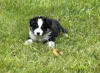 Handsome , a male Miniature American Shepherd for sale in Colebrook, NH – 6 of 10