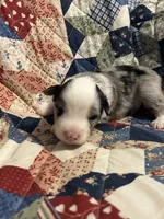 Blue Merle, a male Miniature American Shepherd for sale in Colebrook, NH – 2 of 5