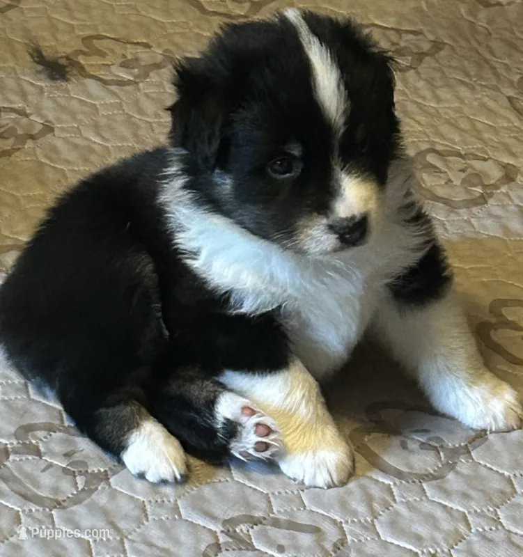Black tri girl  – Miniature American Shepherd puppy for sale in Colebrook, NH