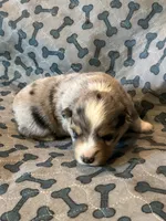 Blue Merle Jello, a male Miniature American Shepherd for sale in Colebrook, NH – 4 of 10