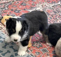 Handsome , a male Miniature American Shepherd for sale in Colebrook, NH – 3 of 4