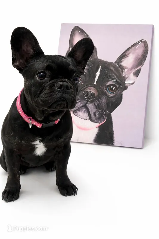 Rilla – French Bulldog puppy for sale in Hershey, PA