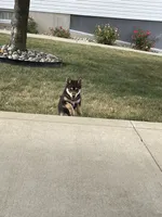 Melody, a female Shiba Inu for sale in Grabill, IN – 2 of 8