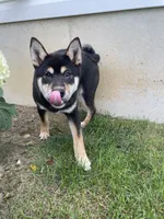 Wylee, a male Shiba Inu for sale in Grabill, IN – 9 of 10