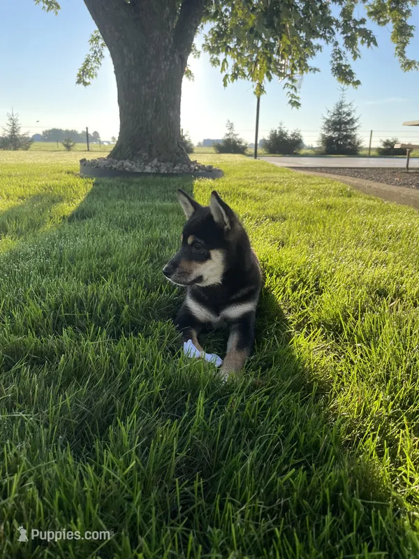 Wylee – Shiba Inu puppy for sale in Grabill, IN