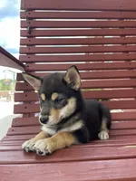 Melody, a female Shiba Inu for sale in Grabill, IN – 3 of 8