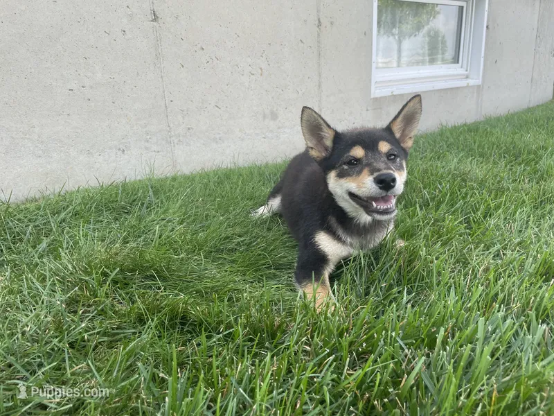 Melody – Shiba Inu puppy for sale in Grabill, IN