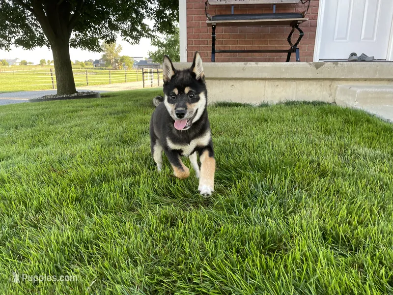 Wylee – Shiba Inu puppy for sale in Grabill, IN
