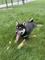 Wylee, a male Shiba Inu for sale in Grabill, IN – 10 of 10
