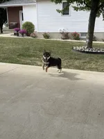 Melody, a female Shiba Inu for sale in Grabill, IN – 1 of 8
