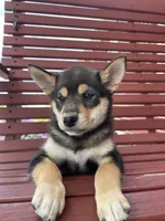 Melody, a female Shiba Inu for sale in Grabill, IN – 4 of 8