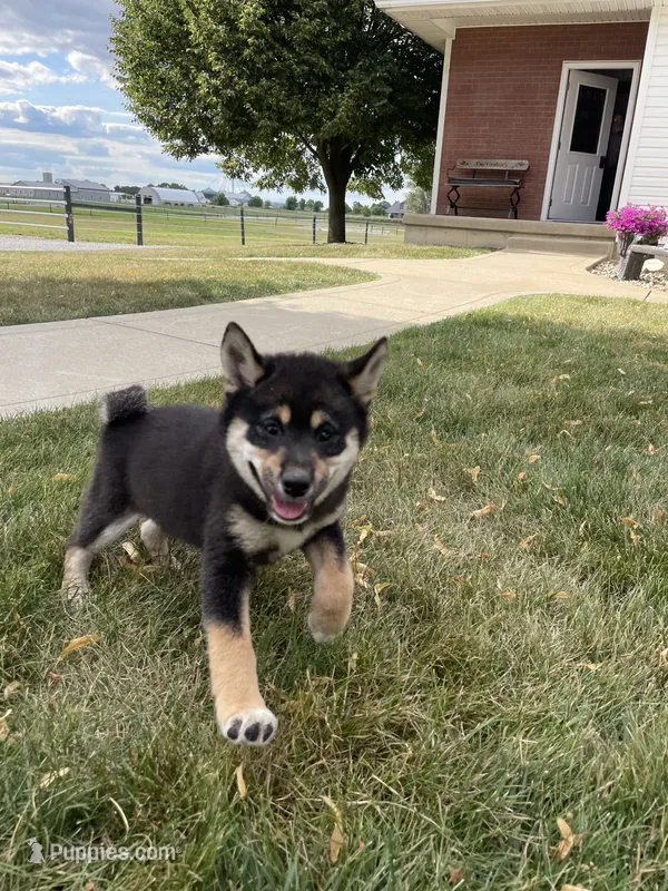 Wylee – Shiba Inu puppy for sale in Grabill, IN