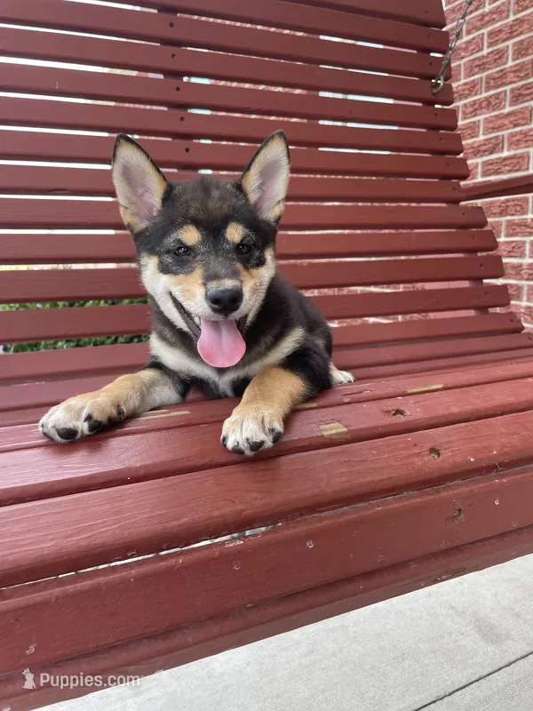 Mellow – Shiba Inu puppy for sale in Grabill, IN
