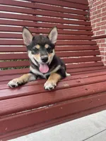 Mellow, a female Shiba Inu for sale in Grabill, IN – 1 of 8