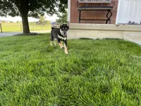 Wylee, a male Shiba Inu for sale in Grabill, IN – 3 of 10