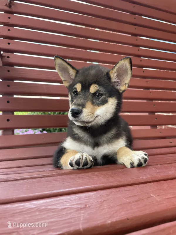 Melody – Shiba Inu puppy for sale in Grabill, IN