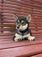 Melody, a female Shiba Inu for sale in Grabill, IN – 6 of 8