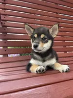 Melody, a female Shiba Inu for sale in Grabill, IN – 5 of 8