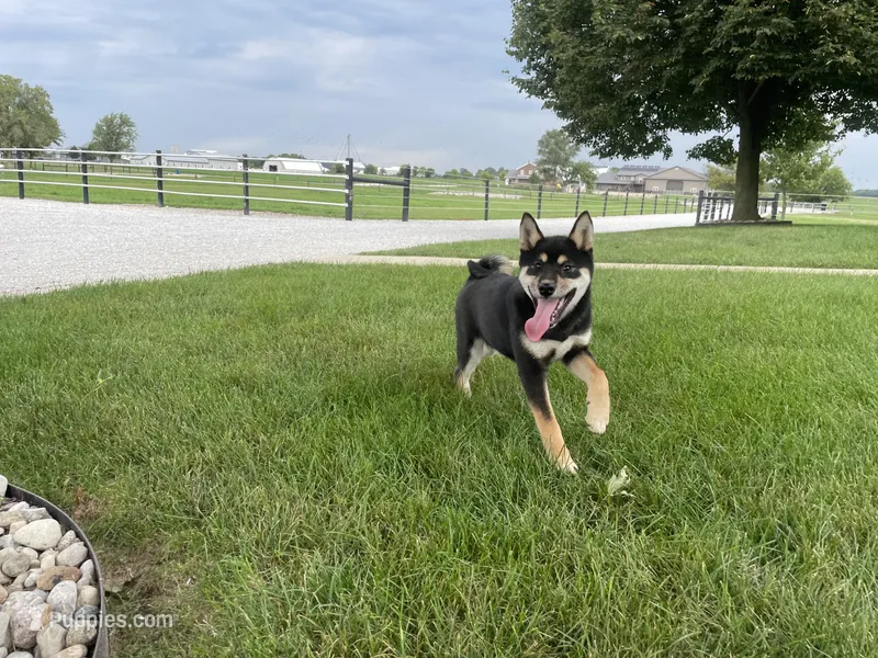 Wylee – Shiba Inu puppy for sale in Grabill, IN