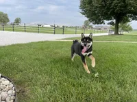 Wylee, a male Shiba Inu for sale in Grabill, IN – 1 of 10