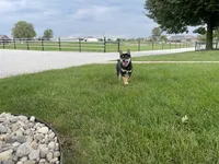 Wylee, a male Shiba Inu for sale in Grabill, IN – 8 of 10