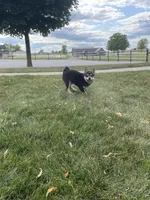Mellow, a female Shiba Inu for sale in Grabill, IN – 2 of 8