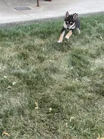 Mellow, a female Shiba Inu for sale in Grabill, IN – 4 of 8