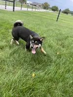Wylee, a male Shiba Inu for sale in Grabill, IN – 7 of 10