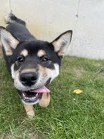 Wylee, a male Shiba Inu for sale in Grabill, IN – 4 of 10