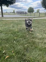 Mellow, a female Shiba Inu for sale in Grabill, IN – 8 of 8