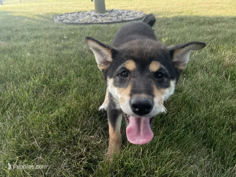Mellow – Shiba Inu puppy for sale in Grabill, IN