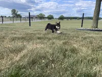 Melody, a female Shiba Inu for sale in Grabill, IN – 7 of 8