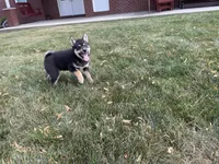 Wylee, a male Shiba Inu for sale in Grabill, IN – 2 of 4