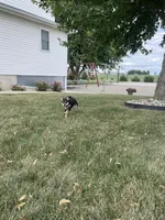 Mellow, a female Shiba Inu for sale in Grabill, IN – 6 of 8