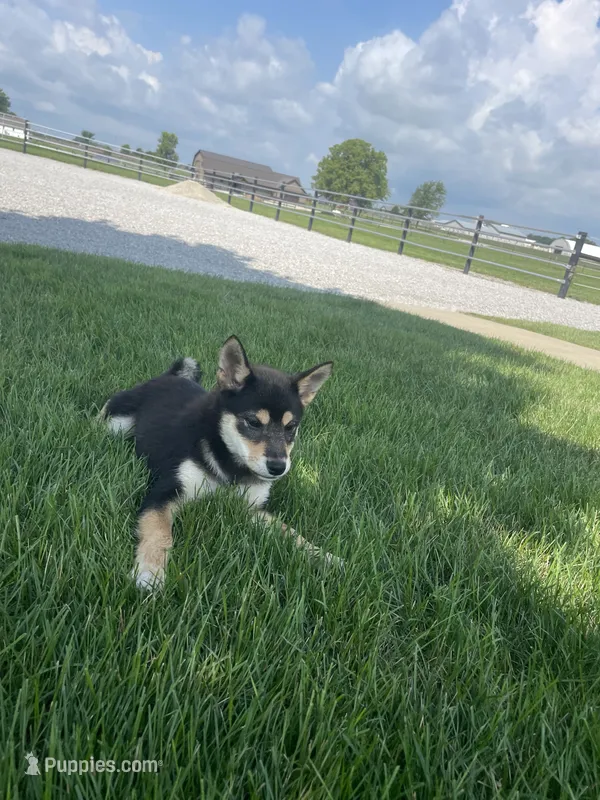 Melody – Shiba Inu puppy for sale in Grabill, IN