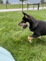 Wylee, a male Shiba Inu for sale in Grabill, IN – 5 of 10