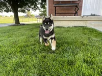 Wylee, a male Shiba Inu for sale in Grabill, IN – 2 of 10