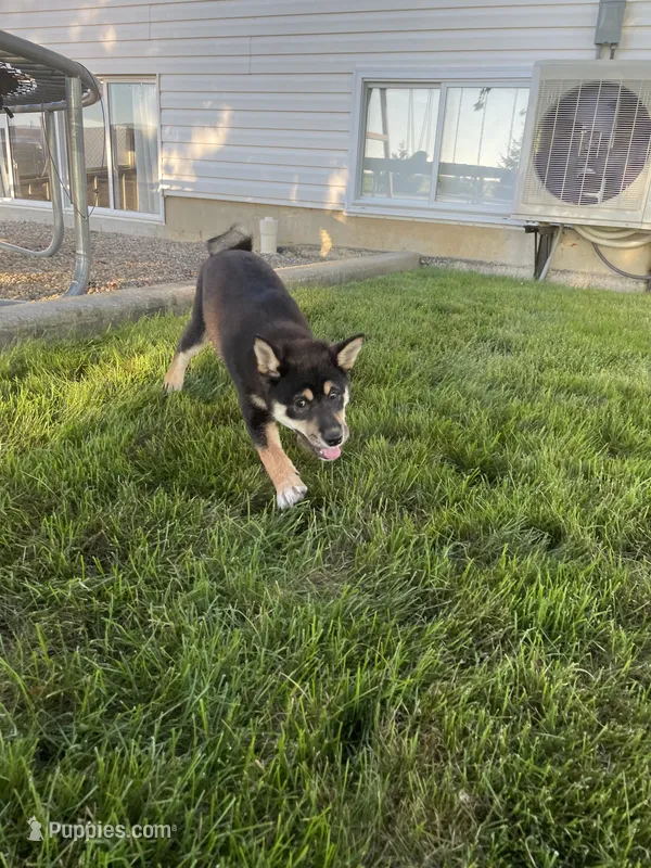 Wylee – Shiba Inu puppy for sale in Grabill, IN