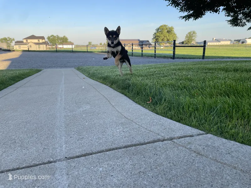 Melody – Shiba Inu puppy for sale in Grabill, IN