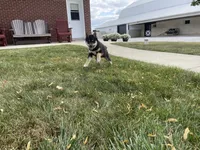 Wylee, a male Shiba Inu for sale in Grabill, IN – 4 of 4