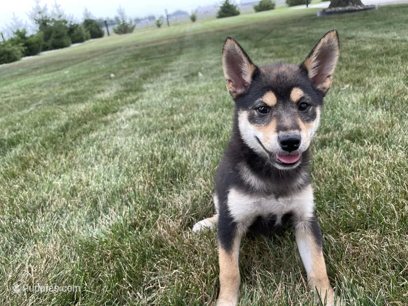 Melody – Shiba Inu puppy for sale in Grabill, IN