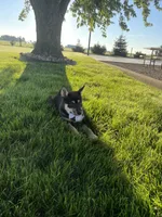 Wylee, a male Shiba Inu for sale in Grabill, IN – 6 of 10