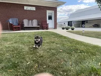 Wylee, a male Shiba Inu for sale in Grabill, IN – 3 of 4
