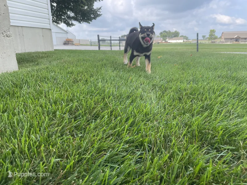 Wylee – Shiba Inu puppy for sale in Grabill, IN