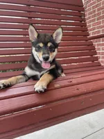 Mellow, a female Shiba Inu for sale in Grabill, IN – 7 of 8