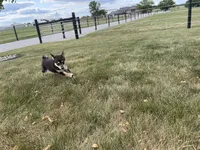 Melody, a female Shiba Inu for sale in Grabill, IN – 8 of 8