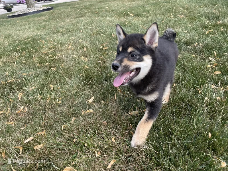 Wylee – Shiba Inu puppy for sale in Grabill, IN
