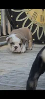 PUMPKIN, a male English Bulldog for sale in Argyle, TX – 7 of 9